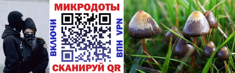 Галлюциногенные грибы Psilocybine cubensis  Купить закладки  Балашиха 